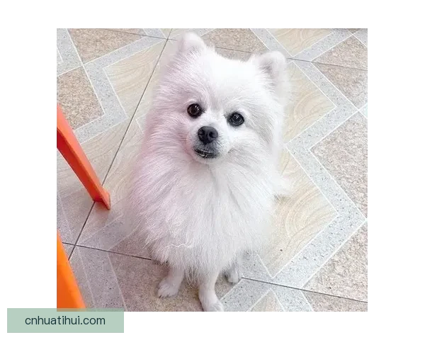 世界杯竞猜赔率平台最新分析与胜负预测全面指南